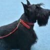 ADJUSTABLE HANDS FREE DOG LEASH