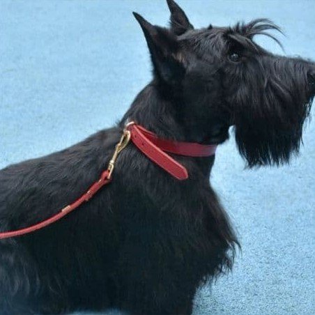 ADJUSTABLE HANDS FREE DOG LEASH